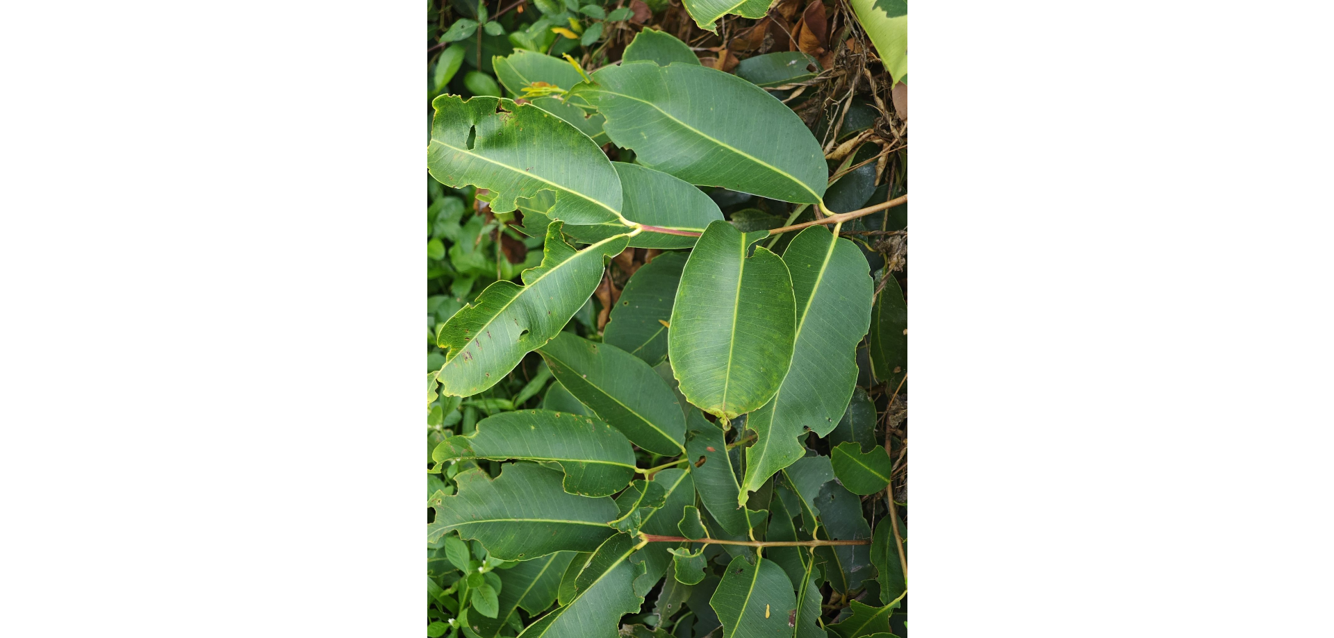 Trâm vối